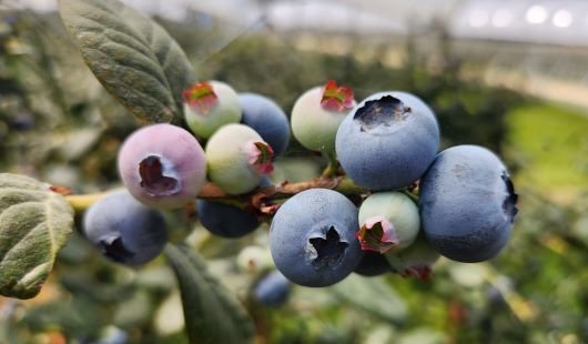 a cluster of blueberries on a branch surrounded by green leaves