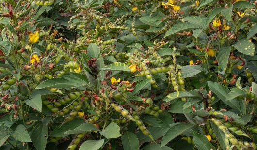 green bushes with small yellow flowers and clusters of seed pods