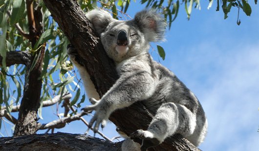 A koala sleeping in the branches of a gum tree.