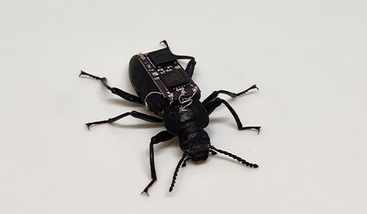 A black beetle with some electronics on its back against a white background.