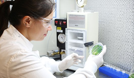 Researcher looks at a petrie dish in a lab.
