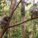 two koalas sleep on thin branches in a gum tree