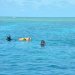 Divers in the water at Heron Reef Divers with their heads out of very blue ocean water