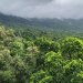 Image: Dr Baptiste Wijas a view of forested hills with clouds above the top of the slope