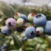 Image: Dr Eveline Kong a cluster of blueberries on a branch surrounded by green leaves