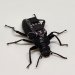 A Zophobas morio, or darkling beetle, equipped with a removeable microchip backpack that researchers can use to prompt movement. A black beetle with some electronics on its back against a white background.