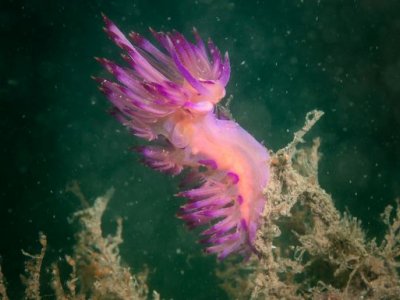 A bright pink sea slug under water near coral