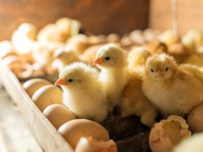 yellow chicks and eggs in the tray of an incubator
