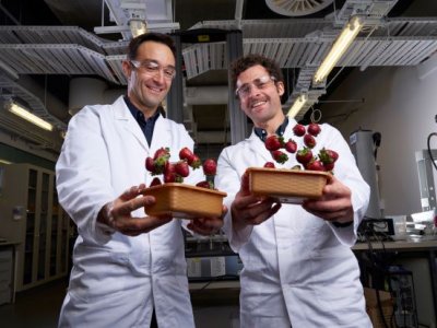 Dr Luigi Vandi and Vincent Mathel have successfully tested their biocomposite as a strawberry punnet that biodegrades completely in soil, fresh water, the ocean, and in compost. Photos Aubrey Jonasson