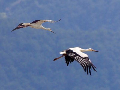 two black and white birds fly in a blue sky