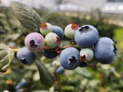a cluster of blueberries on a branch surrounded by green leaves