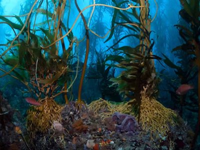 green, yellow and orange leafy plants underwater