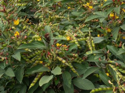 green bushes with small yellow flowers and clusters of seed pods