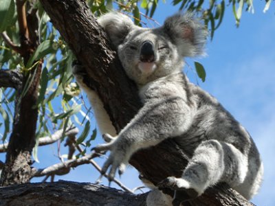 A koala sleeping in the branches of a gum tree.