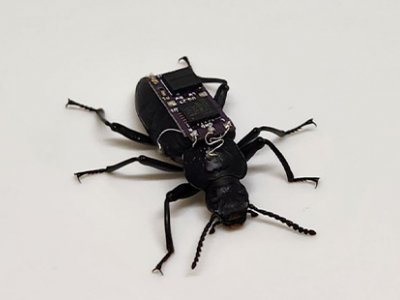 A black beetle with some electronics on its back against a white background.