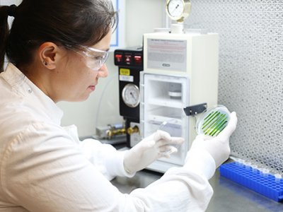 Researcher looks at a petrie dish in a lab.