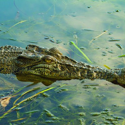 An estuarine crocodile, also known as a "saltie". 