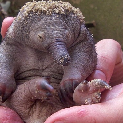 Picture: an echidna puggle at Currumbin Wildlife Sanctuary