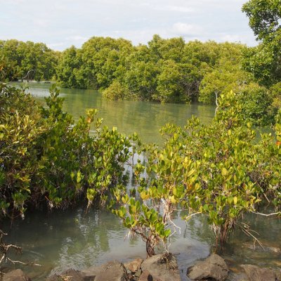 Picture: The Indo-Pacific region holds most of the world’s mangrove forests.