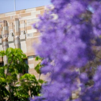 Jacaranda trees bloom in front of a sandstone UQ building.