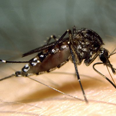 Aedes vigilax. Credit Stephen Doggett (NSW Health Pathology)