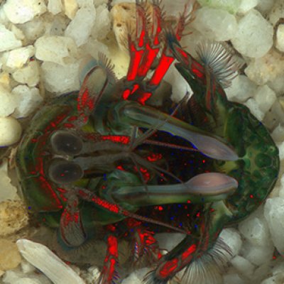 A mantis shrimp in a defensive position, on its back with its legs, head and heavily-armoured tail closed over. The red colour indicates areas of reflected circular polarising light. Credit Yakir Gagnon/QBI 