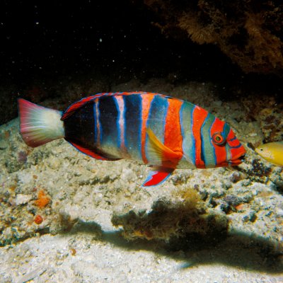 The harlequin tuskfish is a predatory wrasse found on the Great Barrier Reef. It was found to express four classes of opsins, including the UV-sensitive SWS1 opsin, despite having UV-blocking ocular media. Photo: Steve Parish.