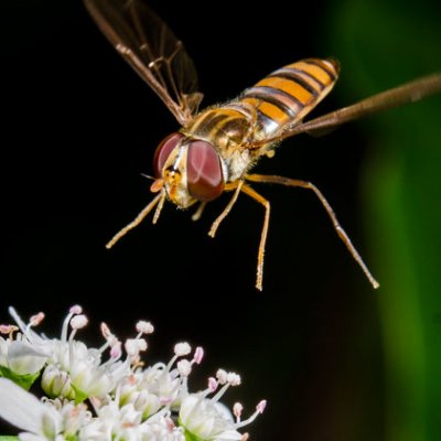 A syphrid fly visiting coriander flowers.