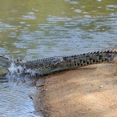 Courtesy: Australia Zoo