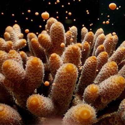 An Acropora millepora colony releasing gametes during broadcast mass spawning