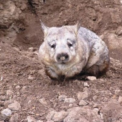 Southern hairy-nosed wombat.