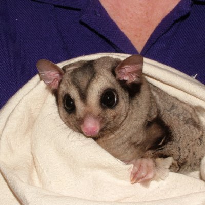 A mahogany glider, a recent patient at UQ’s School of Veterinary Science