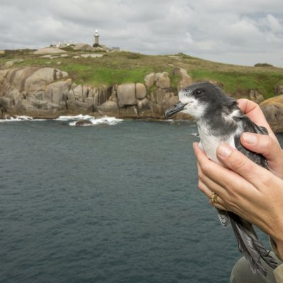 Gould’s Petrel (Pterodroma leucoptera leucoptera) returns to nest on Montague Island. Credit: Justin Gilligan/Marine Park Authority NSW