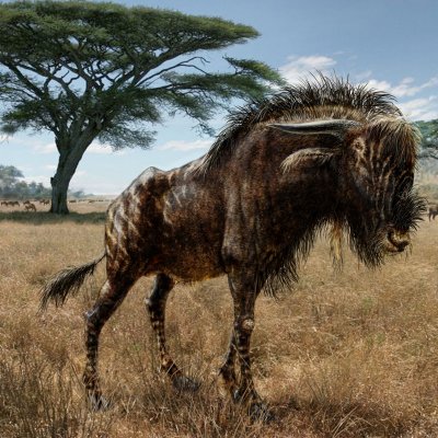 An artist impression of the ancient wildebeest-like Rusingoryx atopocranion. Todd S. Marshall.