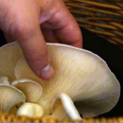 The cellar's thick sandstone walls provide an ideally stable, dark and humid environment for growing mushrooms.