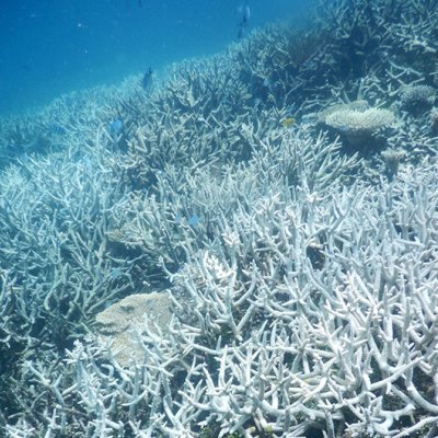 Coral bleaching, Heron Island, February 2016