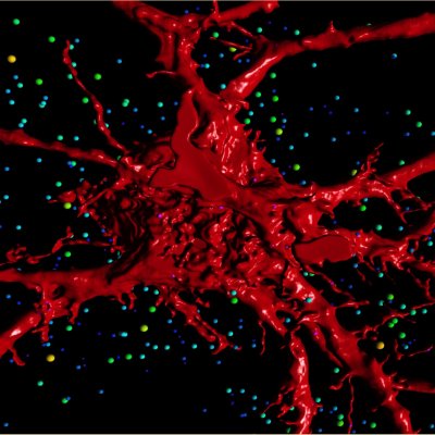 A 3D rendering of the motor neurons that control breathing