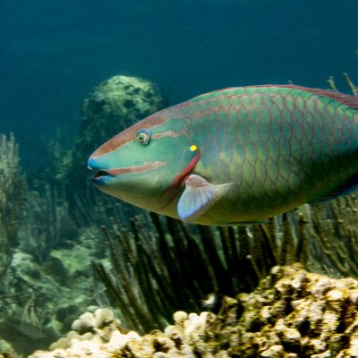 The stoplight parrotfish (Sparisoma viride), one of the most important fish on coral reefs, yet also a highly sought-after fishery species