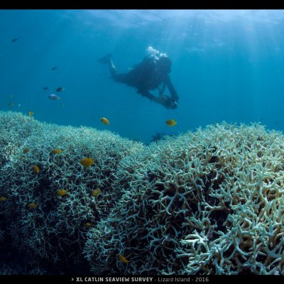 Bleaching on Lizard Island 2016. Photo: XL Catlin Seaview Survey.