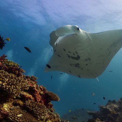 A reef manta ray at Lady Elliot Island. Photo: Amelia Armstrong. 