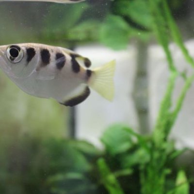 Archerfish can recognise faces