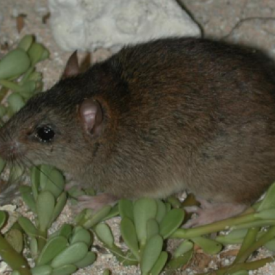 The Bramble Cay melomys