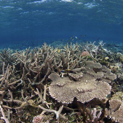 Coral in Malaysia 