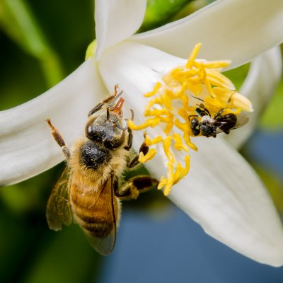 European honeybee (left) and Australian native stingless bee