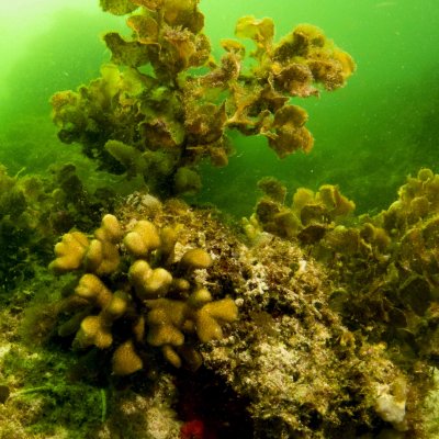 Increases in seaweed threaten corals