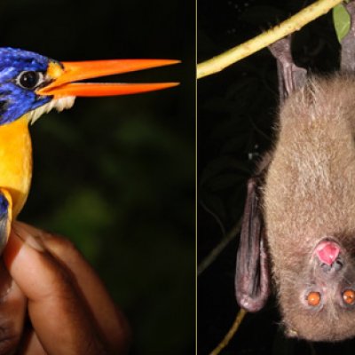 Left: Variable dwarf kingfisher; right: Monkey-faced bats. Both are native to the Solomon Islands and the monkey-faced bat species are recognised by the IUCN RedList as endangered or critically endangered