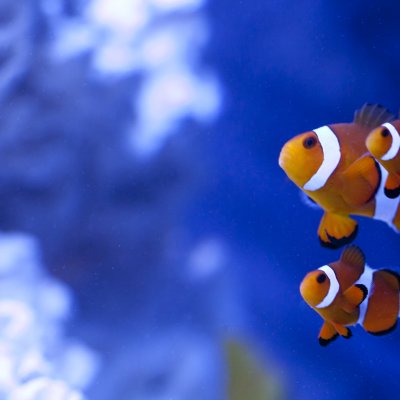 Clownfish.