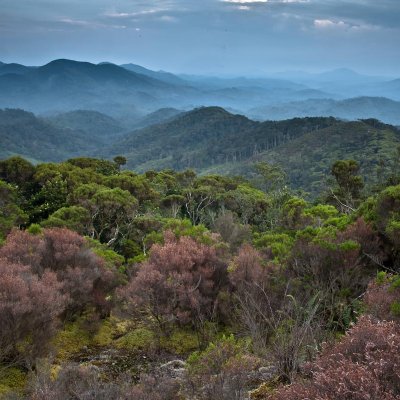 Congo rainforest. Photo by Liana Joseph.