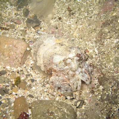 Camouflaged cuttlefish