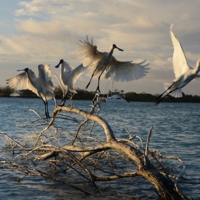 Spoonbills near UQ’s Moreton Bay Research Station. Photo by Lucy Trippett.